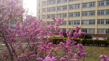 校園風(fēng)景——含苞待放	